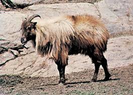 See more ideas about animal sanctuary, sikkim, sanctuary. Himalayan Tahr Mammal Britannica