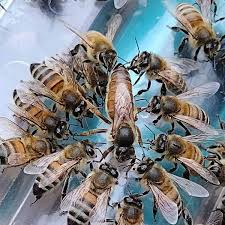 Image result for Queen bee