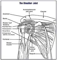 External rotation views and internal rotation views from two different patients. Shoulder Joint Radiology Case Radiopaedia Org