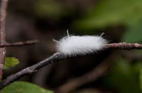 Fun Animals Wiki Videos Pictures Stories 6 Furry Moths You Could Easily Take For A Pet