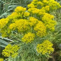 Image result for Phymaspermum