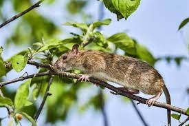 How To Get Rid Of Rats Naturally Natural Rat Repellent Guide Install It Direct Getting Rid Of Rats Rat Repellent Natural Rat Repellent