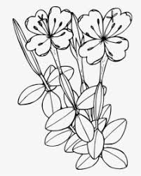 Visit dltk's for more flower coloring pages, crafts, puzzles and more! Transparent Pitcher Plant Clipart Fireweed Colouring Page Hd Png Download Kindpng