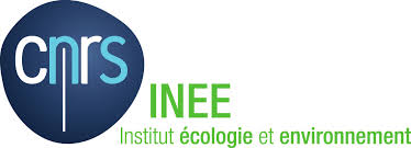 Image result for Dissotis congolensis