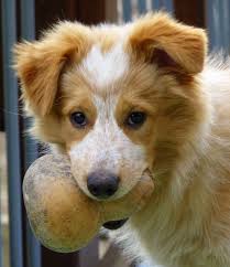 Pin By Rebecca On Australian Shepherds Collie Mix Australian Cattle Dog Mix Australian Shepherd Mix Puppies