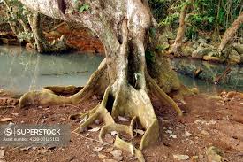 Image result for Heritiera