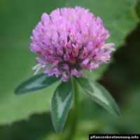 Image result for Aeschynomene multicaulis