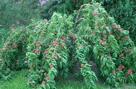 Caldwell Nursery Fruit Trees Fruit Trees Tree Uk Espalier Fruit Trees