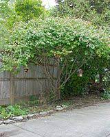 You Can Turn A Large Burning Bush Into An Attractive Small Tree By Removing Its Lower Limbs Burning Bush Garden Design Small Trees