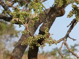 Image result for Lannea