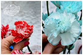 Maybe you would like to learn more about one of these? How To Dye Flowers A Fun Activity With Kids Kid Friendly Things To Do