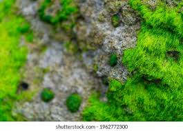 Image result for Patella aspera