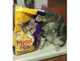 Chats bande dessinée, chat, drole, funny video, video, youtube. Video De Chat Drole 30 Videos De Chat Drole A Voir