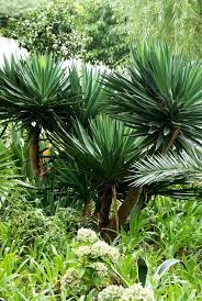 Easy landscaping ideas for big mansions 5. How To Grow And Care For Yucca Plants Garden Design