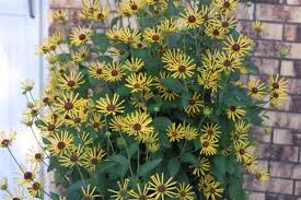 A wonderful addition to tall meadow landscapes. Rudbeckia Subtomentosa Henry Eilers Vancouver Island Grows