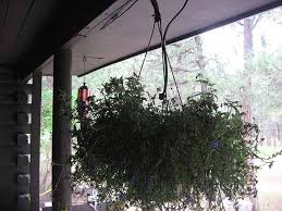 Clorox.com has been visited by 10k+ users in the past month Hanging Baskets Watering Rocks