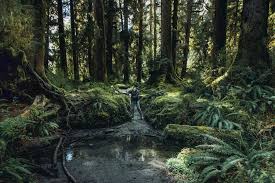 Unlock the latest big brother news, … Where To Camp In Washington S Hoh Rainforest