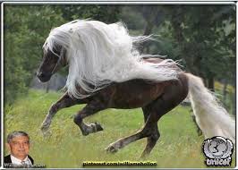 Black White And Brown Horses Beautiful Brown Horse With White Mane And Tail Pretty Horses Horses Animals Beautiful