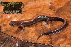 Image result for Steganotaenia hockii