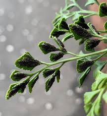 Image result for Asplenium uschiae