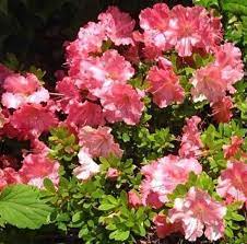 Maybe you would like to learn more about one of these? Gumpo Pink Dwarf Azalea Miniature Azalea Dense Low Mounding Late Pixies Gardens