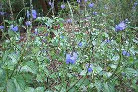 Image result for Stachytarpheta cayennensis