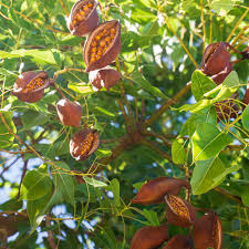 Image result for Brachychiton