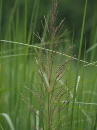 Image result for Chrysopogon