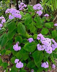 Image result for Bartlettina