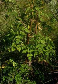 Image result for Afroligusticum