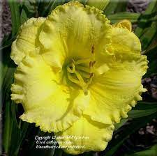 Growing daylilies daylily types and propagation. Daylily Hemerocallis Floyd Cove In The Daylilies Database Garden Org