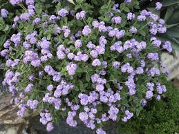 Image result for Heliotropium lineare