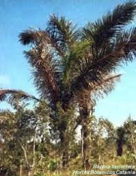 Image result for Raphia farinifera