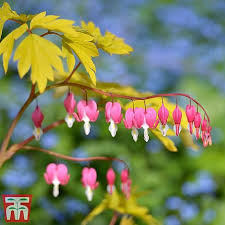 Gold heart bleeding heart dicentra spectabilis 'gold heart' buy gold heart bleeding heart online. Dicentra Collection Thompson Morgan