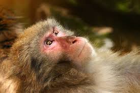 Die familie der hepadnaviridae enthält noch zwei weitere gattungen, die avihepadnaviren und eine noch zu benennende. China S First Human Infection Case With Monkey B Virus Dies Dtnext In