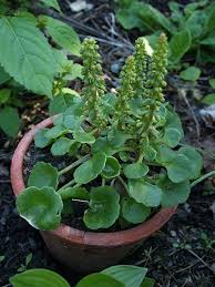 Image result for Umbilicus botryoides