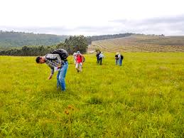 Image result for Crotalaria phylicoides