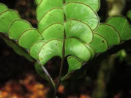 Image result for Lindsaeaceae