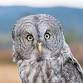 Raptor Adaptations: Masters of Survival