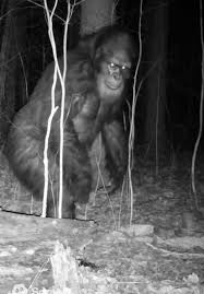 Injured Buck Walking Past Trail Cam | TikTok