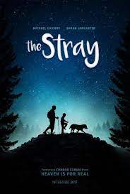 Watching movies is still one of the most favorite pastimes a lot of us have. Watch And Download The Stray Free Best Drama Movies Dog Movies Family Movies