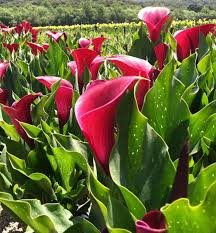 The name, which comes from the greek word calla (beautiful), is actually a misnomer because the plant is not a true lily. Ace Of Spathes Winnipeg Free Press Homes