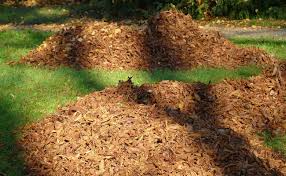 Plantes pour terre de bruy?re. La Terre De Bruyere Definition Quelle Utilisation Au Jardin
