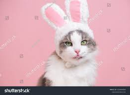 4,247 Cat Bunny Ears Images, Stock Photos & Vectors | Shutterstock