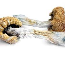Magic Mushrooms And Depression Health Report Abc Radio National