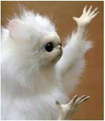 Strange Funny White Thing Monkey Cat Hands Funny Animal Memes Persian Cat Room Guardian Animal Memes