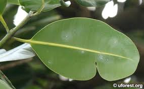 Image result for Calophyllum inophyllum