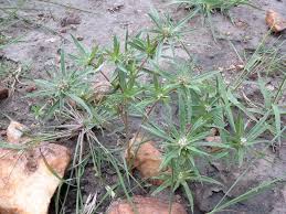 Image result for Spermacoce radiata