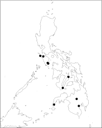 Image result for Gouania scandens