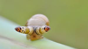 Aufgrund der sehr unterschiedlichen anpassung, größe und lebensweise verschiedener parasiten und der unterschiedlichen interaktionsformen zwischen. Leucochloridium Paradoxum Gruseliger Parasit Schickt Schnecken In Den Tod Geo